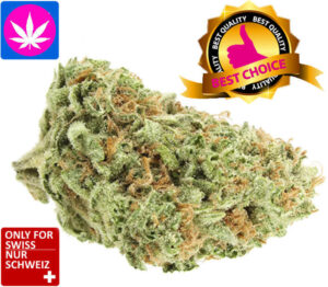 CBD Amnesia Cheese Haze Indoor