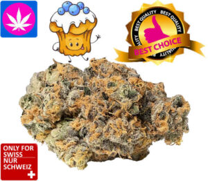 CBD Blueberry Muffin Cannabis Blüten Indoor