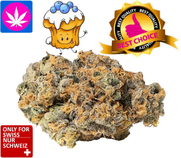 CBD Blueberry Muffin Cannabis Blüten Indoor