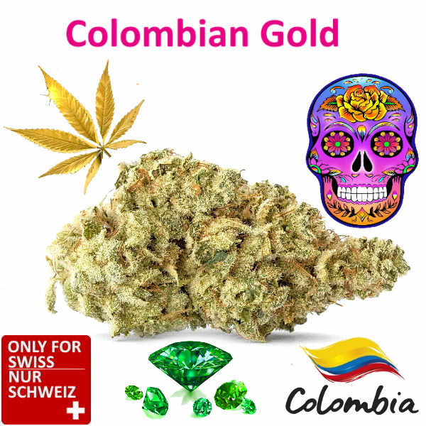 Colombian Gold CBD Blüten Indoor