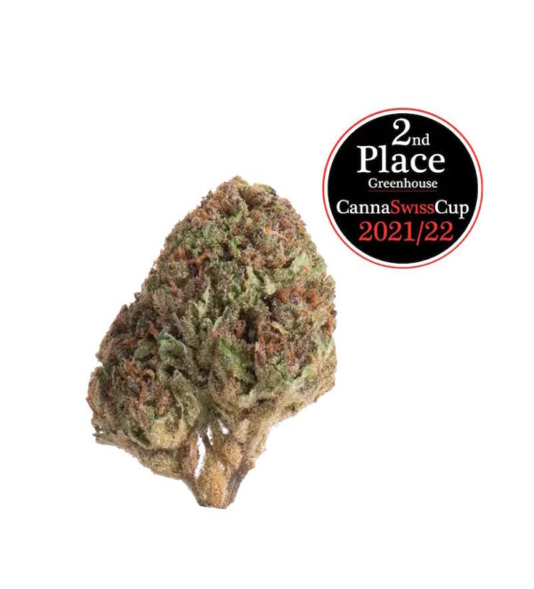 Cookie Kush Glashaus