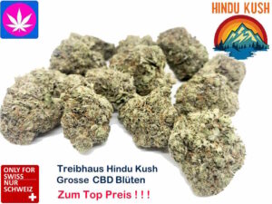 Grosse Buds Hindu Kush