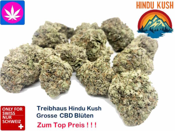 Grosse Buds Hindu Kush