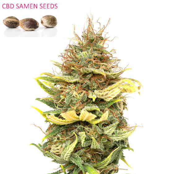 Cannabigerol Samen Schweiz – Europa CBG