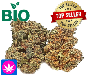 Bio Erdbeerli CBD Glashaus Schweiz