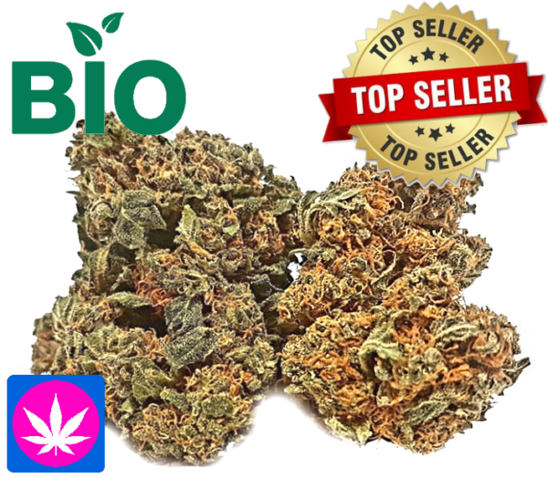 Bio Erdbeerli CBD Glashaus Schweiz