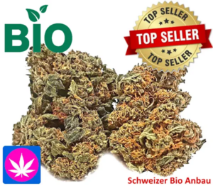 CBD Blüten Erdbeerli Glashaus Bio – 500g bis 1kg