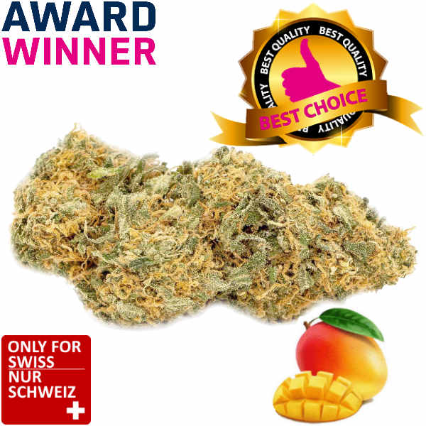 Mango Haze CBD Blüten Indoor