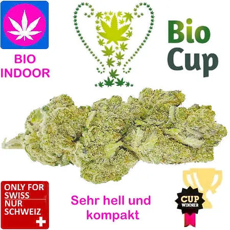 Northern Lights Haze Bio Indoor