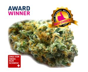 CBD Blüten Purple Haze Indoor 1kg