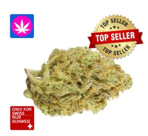 Super Citro Haze Glashaus