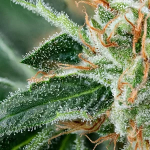 Cannabis Tropfen SWISS EXTRACT legal 20% Blüten