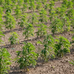 SWISS EXTRACT CBD Öl Schweiz Bio Anbau