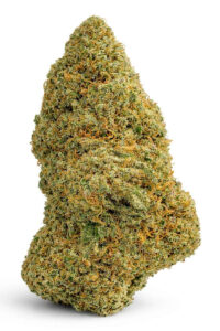 Freigestellte Mango Kush CBD Blüte mit dichter Struktur