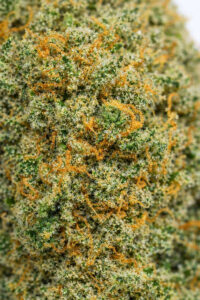 Detailaufnahme der Mango Kush CBD Blüte mit Trichomen