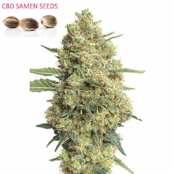 CBD Samen