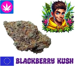 10 oh hhc blüten