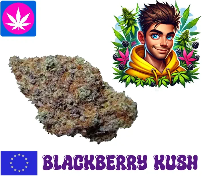 10 oh hhc blüten