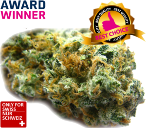 Purple Haze CBD