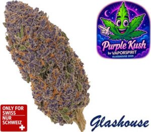 CBD Purple Kush