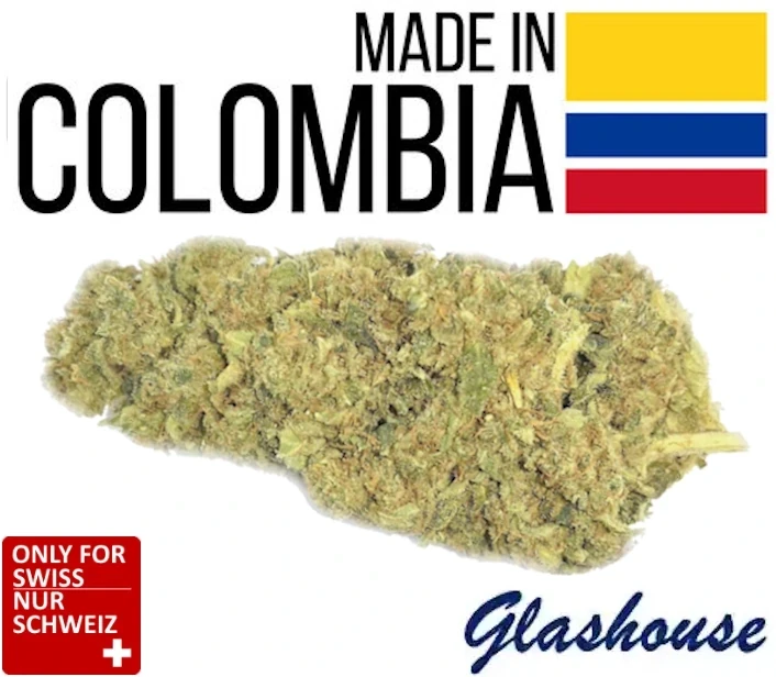CBD Blood Orange Tangie Blueten aus Kolumbien Glashaus Anbau THC unter 1 Prozent