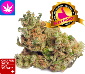 CBD Blüten Harlequin