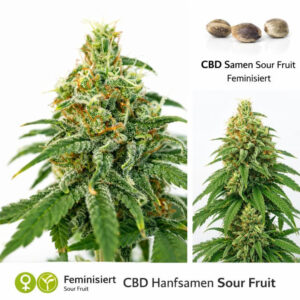 CBD Samen Schweiz Sour Fruit feminisiert – hochwertige CBD Hanfsamen für den legalen Anbau in der Schweiz