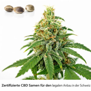 CBD Samen Schweiz Sour Fruit – harzreiche Blüte der feminisierten CBD Hanfpflanze