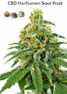 CBD Samen Schweiz Sour Fruit feminisiert – zertifizierte Hanfsamen und ausgewachsene CBD Pflanze