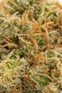 Gorilla Glue CBD Blüten – Nahaufnahme der harzreichen Blütenstruktur