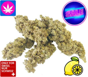 CBD Lemon Kush