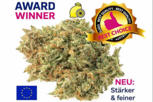 Lemon Haze CBD Blüten Indoor Schweiz
