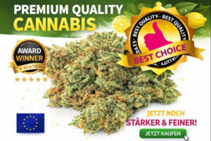 Lemon Haze CBD Blüten in hochwertiger Indoor Qualität aus der Schweiz