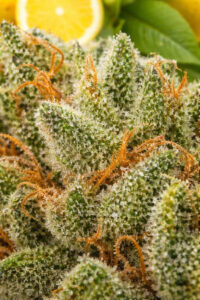 Nahaufnahme von Lemon Haze CBD Blüten mit dichter Struktur und zitronigem Terpenprofil